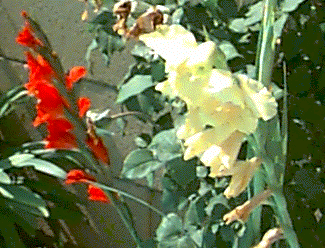 [Flowers}