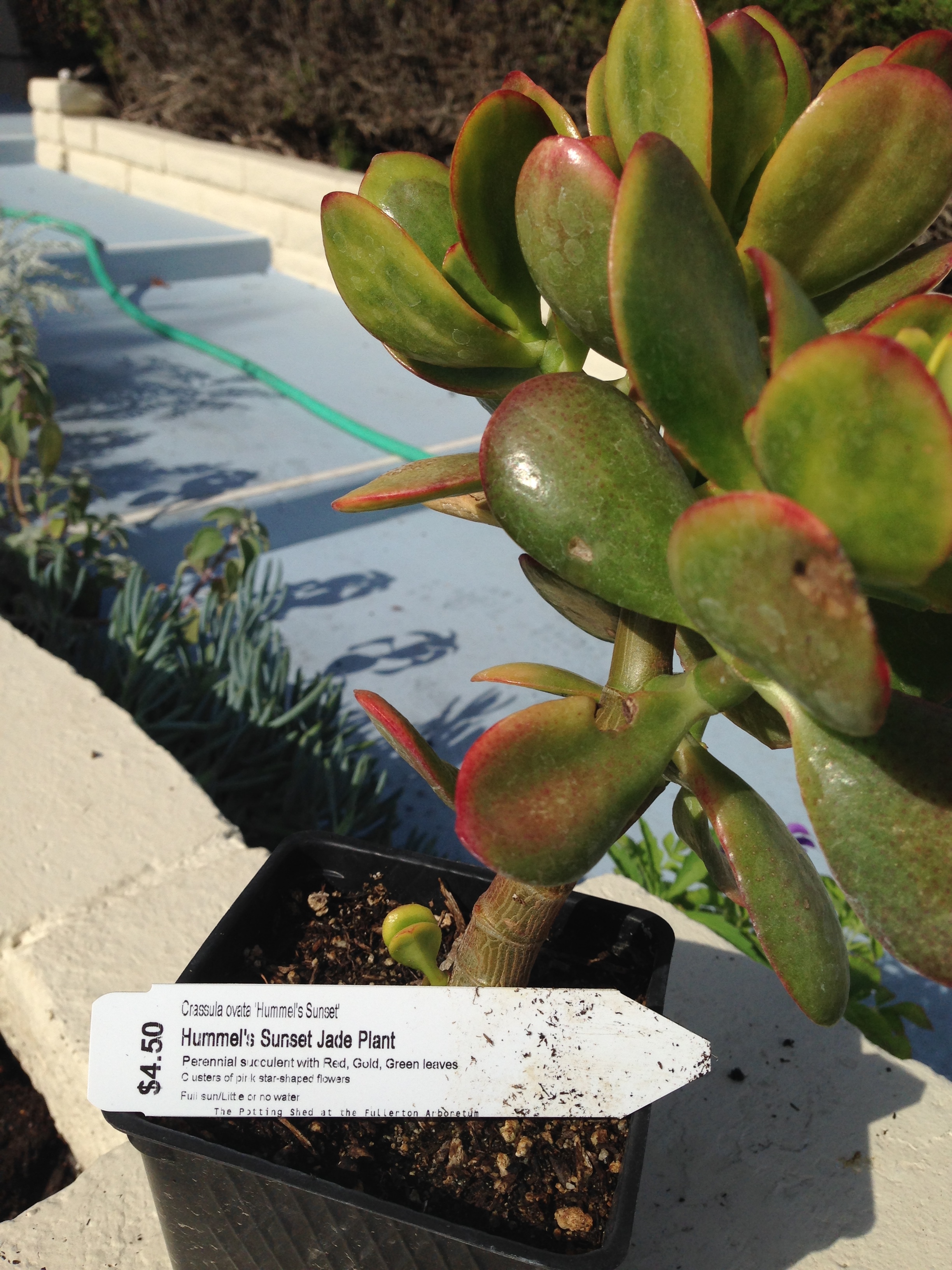 Hummel's Sunset Jade Plant