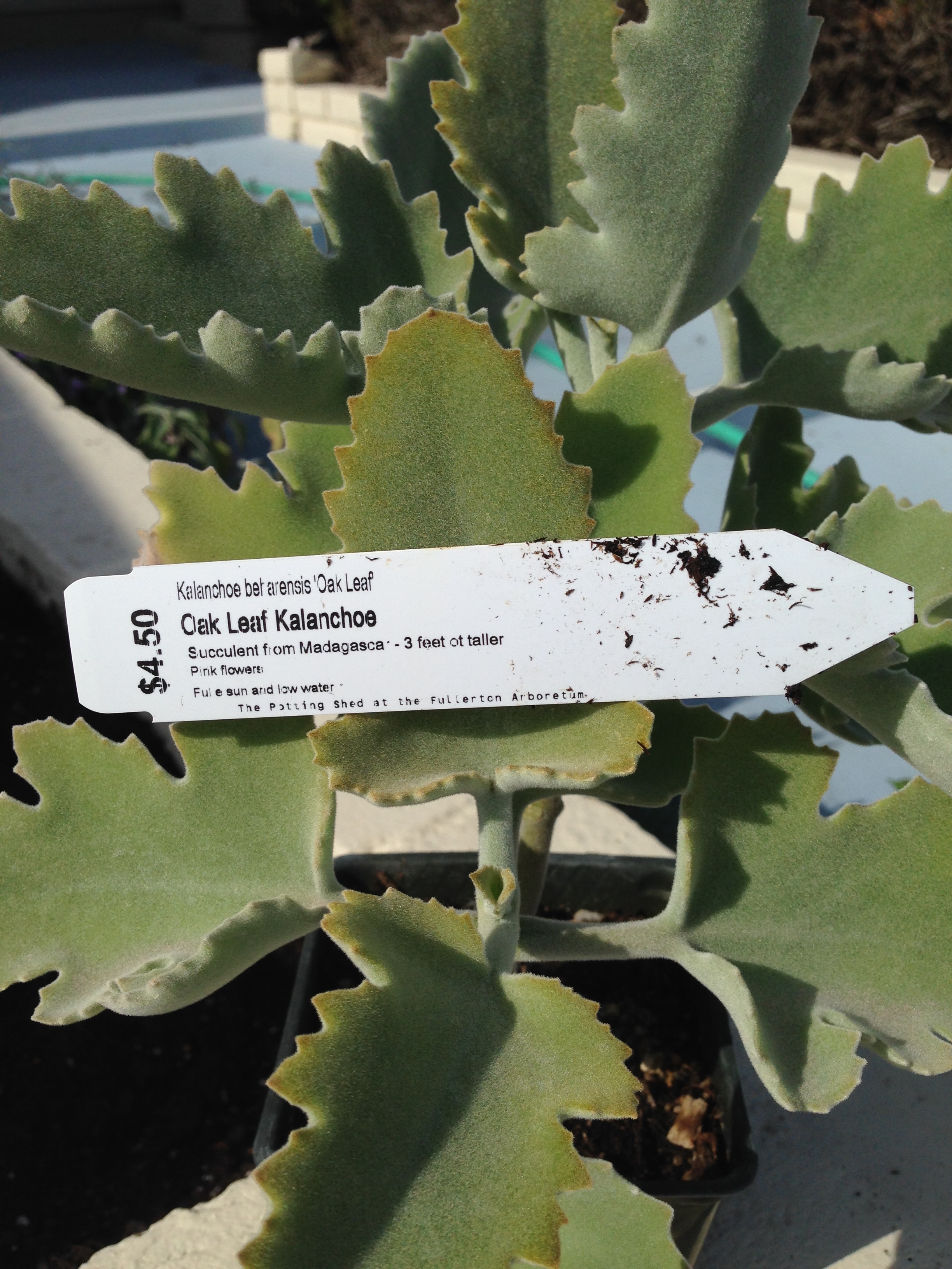 Oak Leaf Kalanchoe