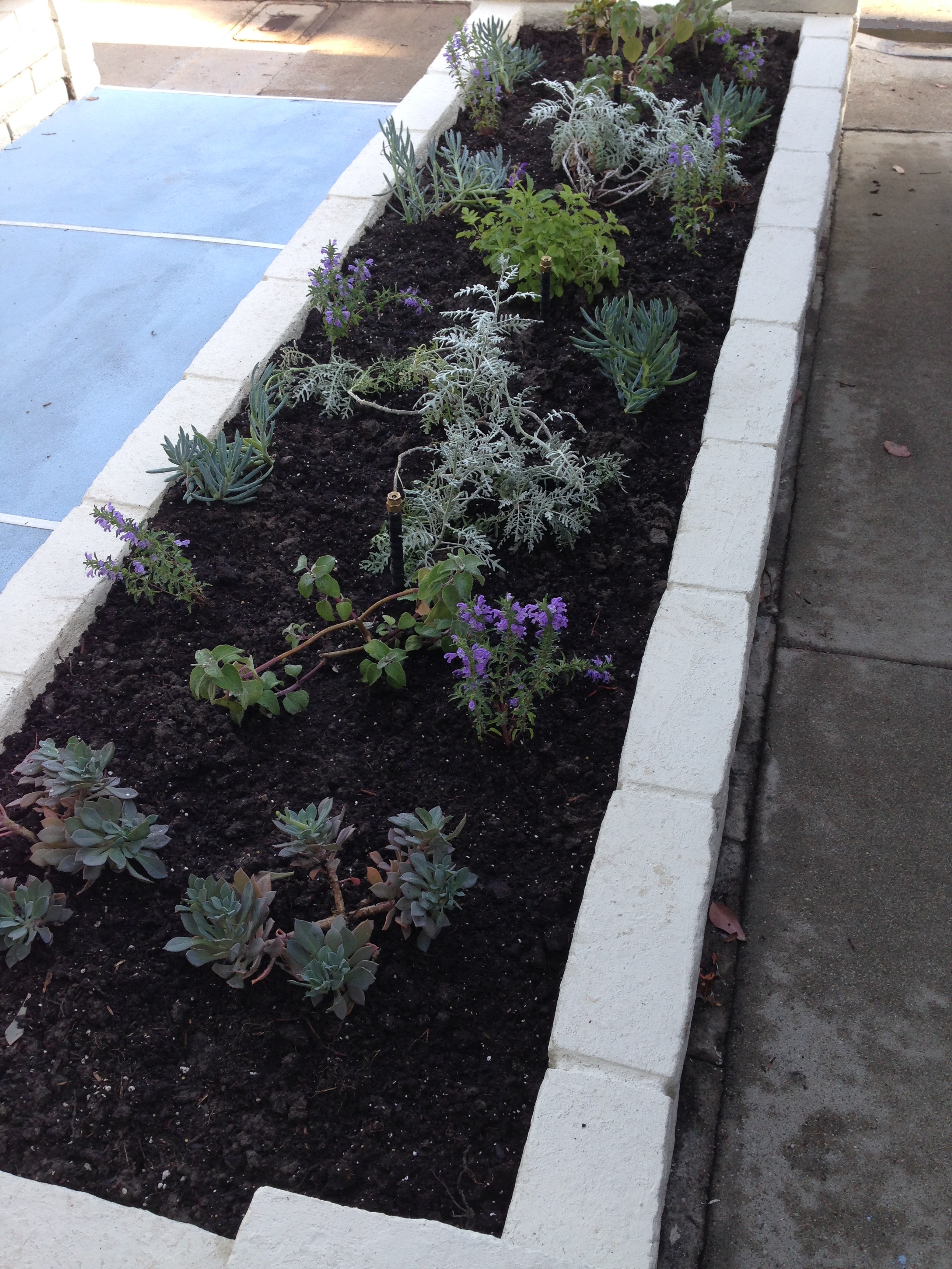 Plants