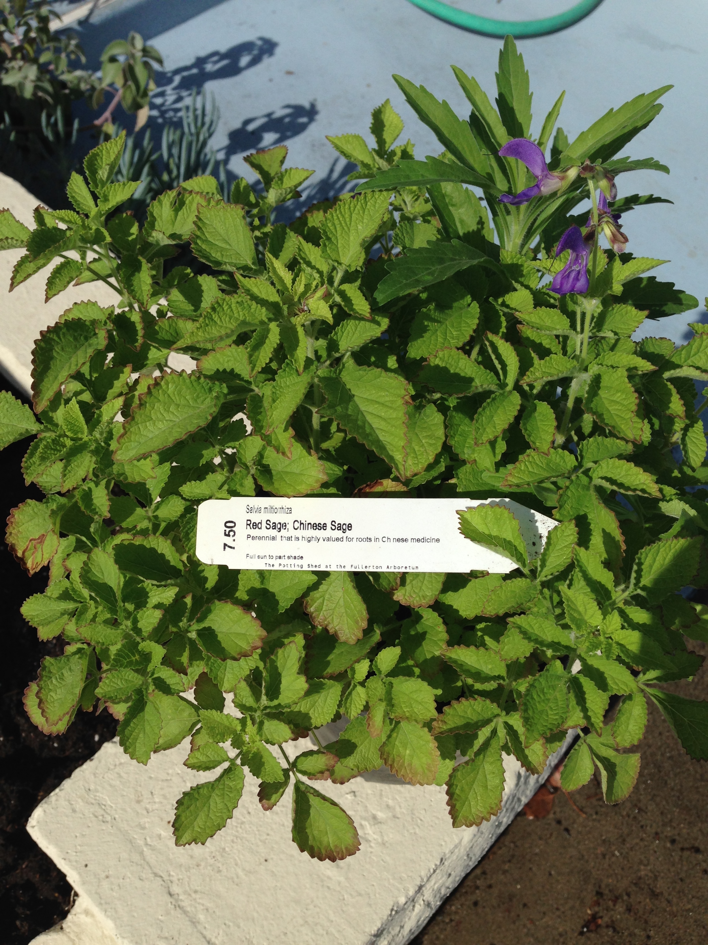 Red Sage