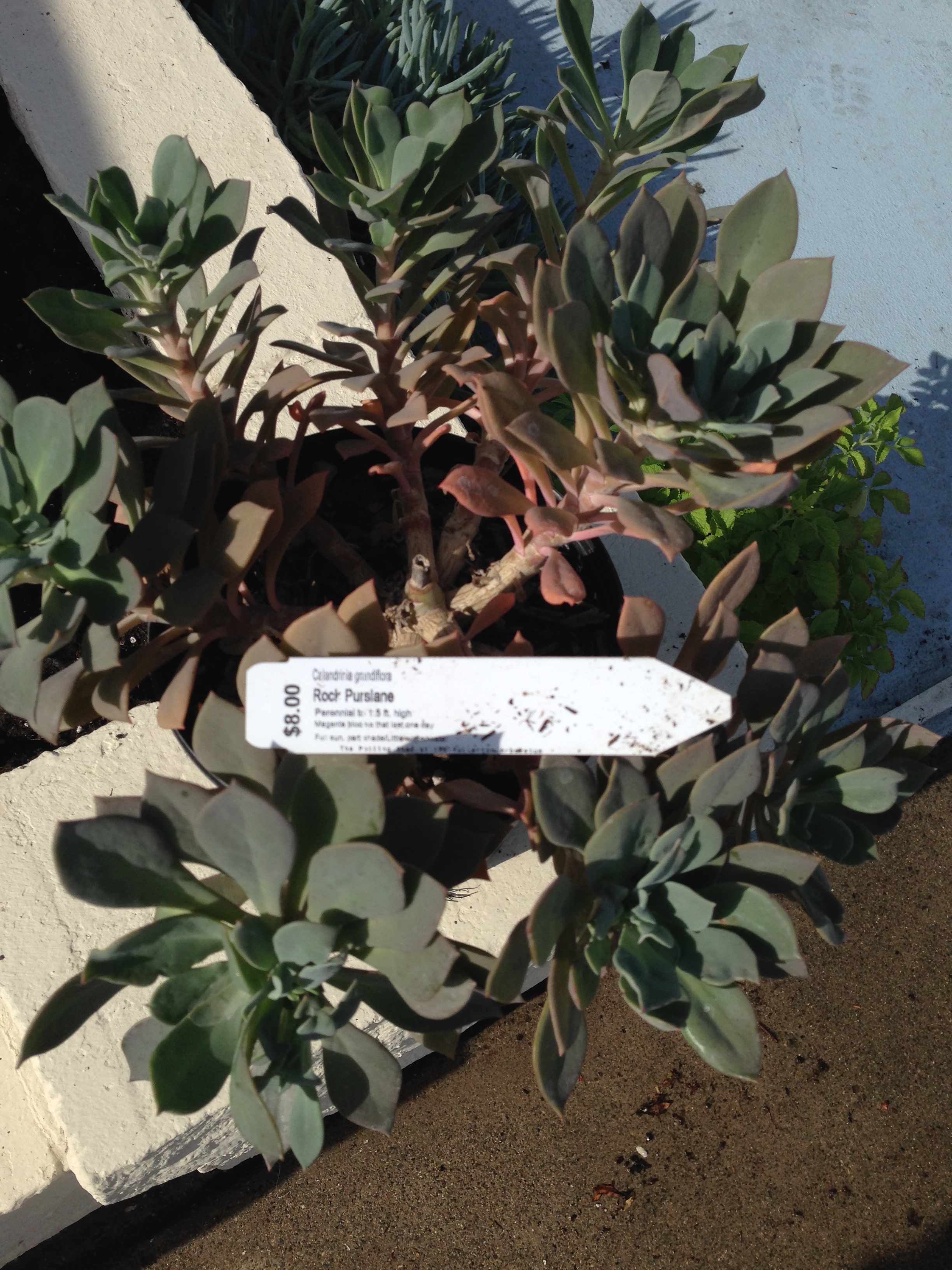 Rock Purslane