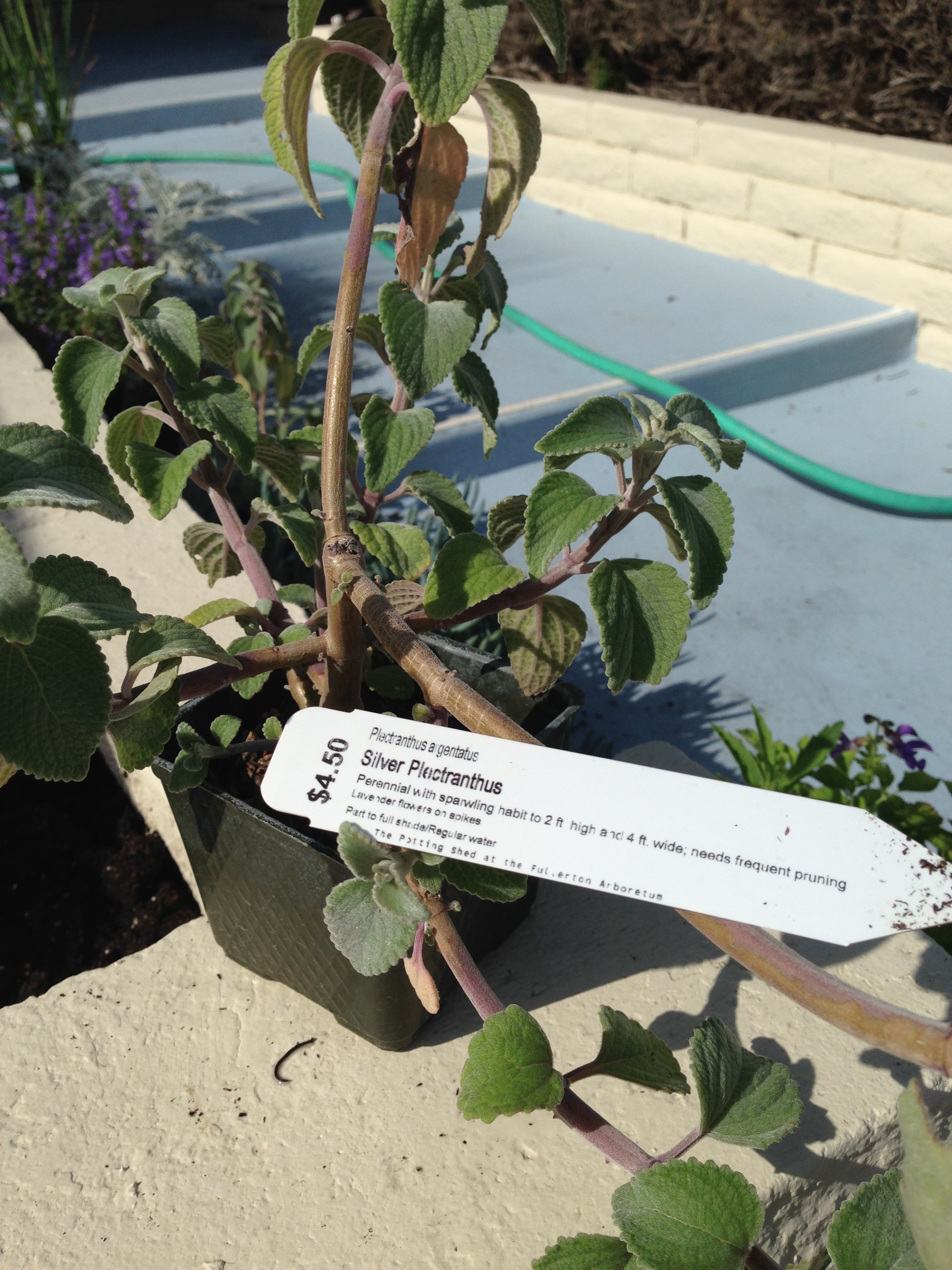 Silver Plectranthus